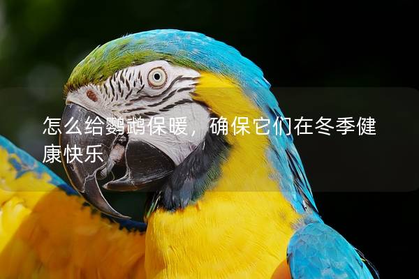 怎么给鹦鹉保暖，确保它们在冬季健康快乐