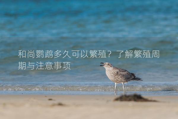 和尚鹦鹉多久可以繁殖？了解繁殖周期与注意事项