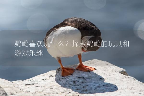 鹦鹉喜欢玩什么？探索鹦鹉的玩具和游戏乐趣