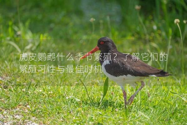 虎皮鹦鹉什么季节繁殖？了解它们的繁殖习性与最佳时机