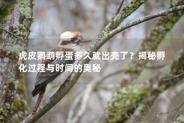 虎皮鹦鹉孵蛋多久就出壳了？揭秘孵化过程与时间的奥秘