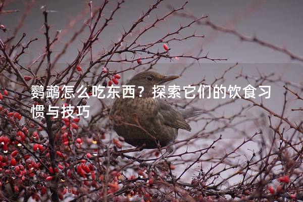 鹦鹉怎么吃东西？探索它们的饮食习惯与技巧