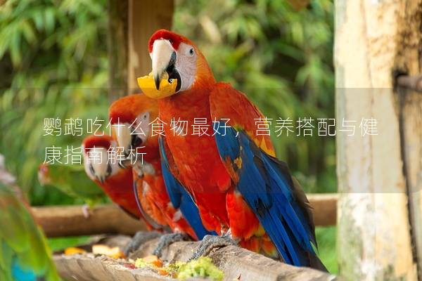 鹦鹉吃什么食物最好，营养搭配与健康指南解析