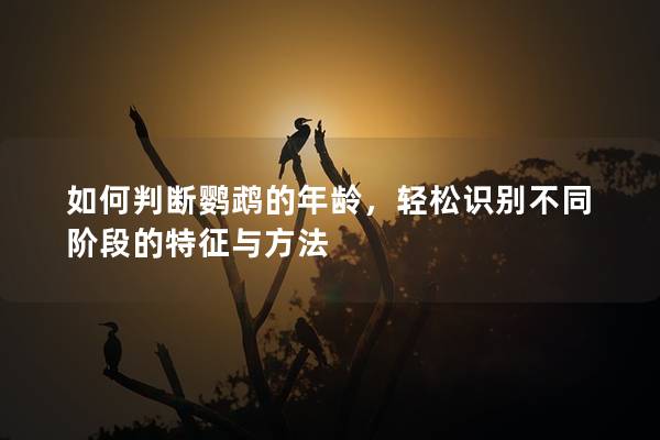 如何判断鹦鹉的年龄，轻松识别不同阶段的特征与方法