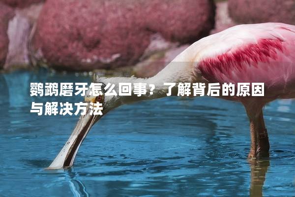 鹦鹉磨牙怎么回事？了解背后的原因与解决方法