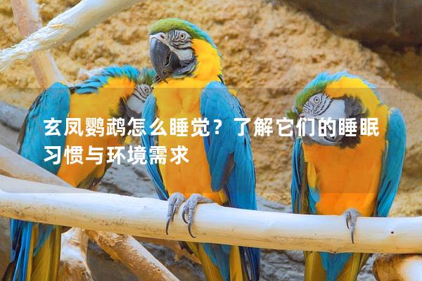 玄凤鹦鹉怎么睡觉？了解它们的睡眠习惯与环境需求