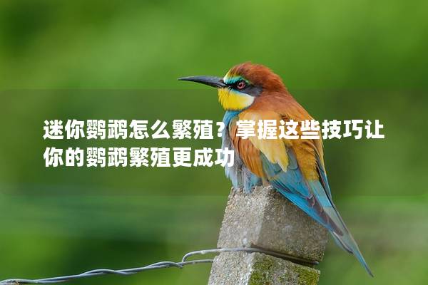 迷你鹦鹉怎么繁殖？掌握这些技巧让你的鹦鹉繁殖更成功