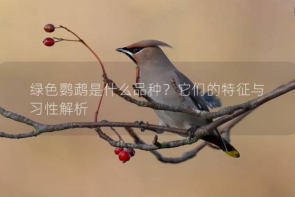 绿色鹦鹉是什么品种？它们的特征与习性解析