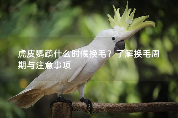 虎皮鹦鹉什么时候换毛？了解换毛周期与注意事项