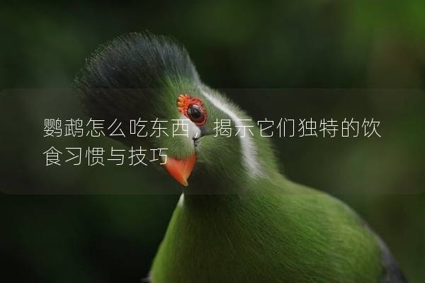 鹦鹉怎么吃东西，揭示它们独特的饮食习惯与技巧