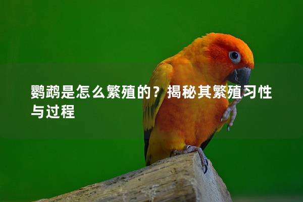鹦鹉是怎么繁殖的？揭秘其繁殖习性与过程
