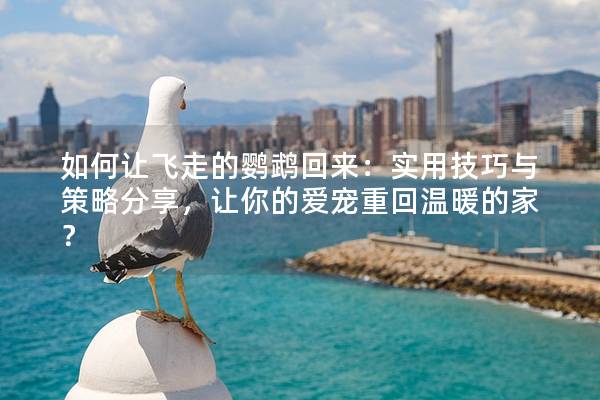 如何让飞走的鹦鹉回来：实用技巧与策略分享，让你的爱宠重回温暖的家？