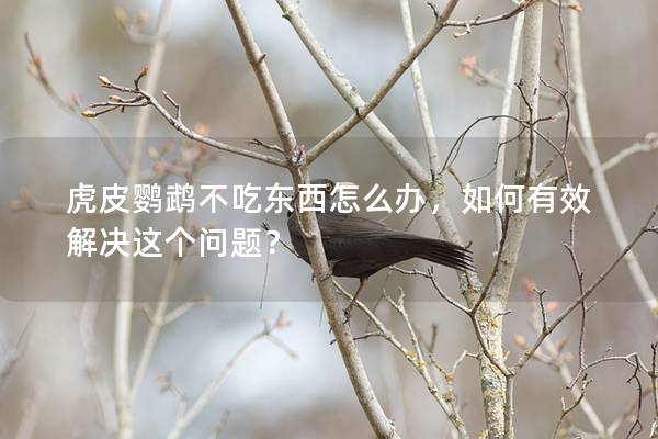 虎皮鹦鹉不吃东西怎么办，如何有效解决这个问题？