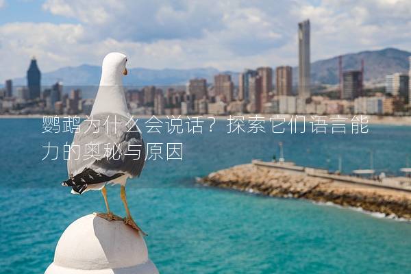 鹦鹉为什么会说话？探索它们语言能力的奥秘与原因