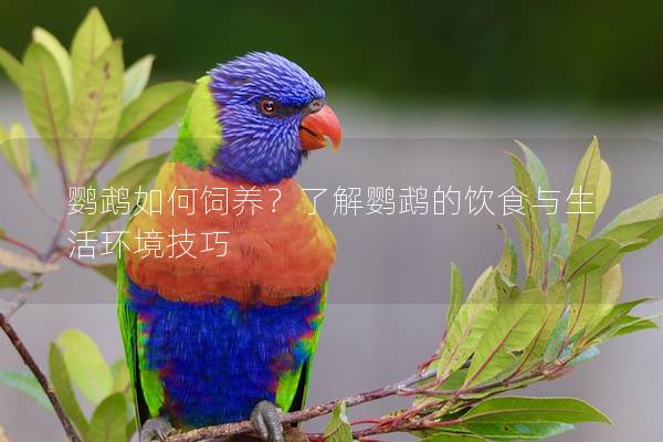鹦鹉如何饲养？了解鹦鹉的饮食与生活环境技巧