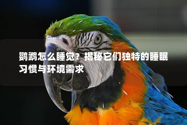鹦鹉怎么睡觉？揭秘它们独特的睡眠习惯与环境需求