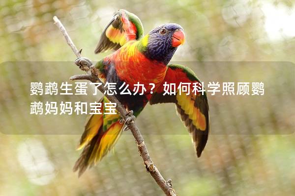 鹦鹉生蛋了怎么办？如何科学照顾鹦鹉妈妈和宝宝