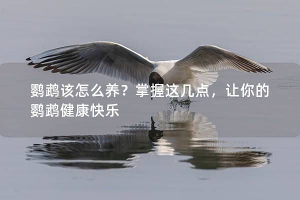 鹦鹉该怎么养？掌握这几点，让你的鹦鹉健康快乐