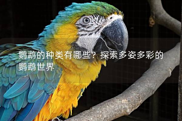 鹦鹉的种类有哪些？探索多姿多彩的鹦鹉世界