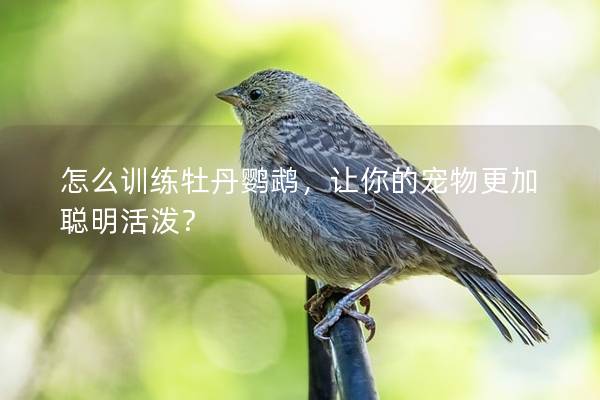 怎么训练牡丹鹦鹉，让你的宠物更加聪明活泼？