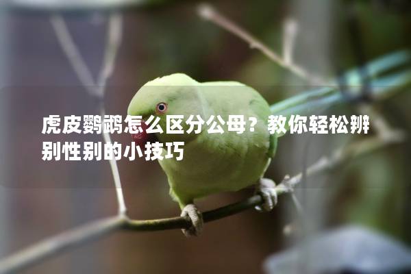 虎皮鹦鹉怎么区分公母？教你轻松辨别性别的小技巧