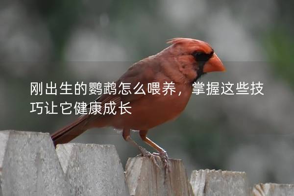 刚出生的鹦鹉怎么喂养，掌握这些技巧让它健康成长
