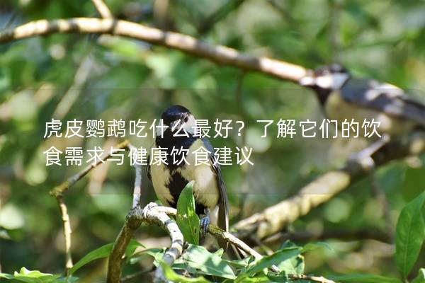 虎皮鹦鹉吃什么最好？了解它们的饮食需求与健康饮食建议