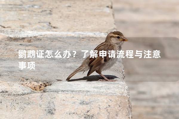 鹦鹉证怎么办？了解申请流程与注意事项