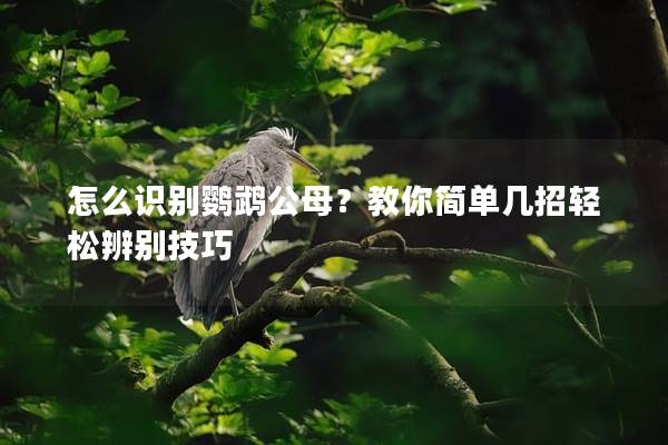 怎么识别鹦鹉公母？教你简单几招轻松辨别技巧