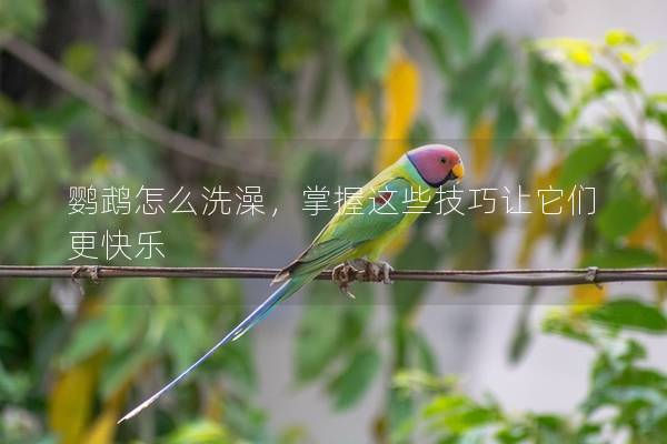 鹦鹉怎么洗澡，掌握这些技巧让它们更快乐