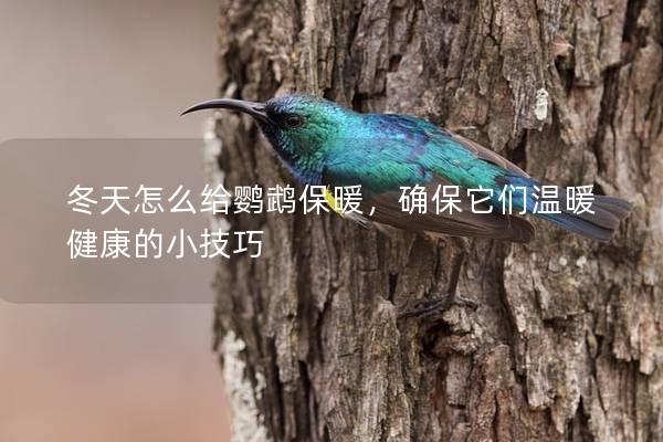 冬天怎么给鹦鹉保暖，确保它们温暖健康的小技巧