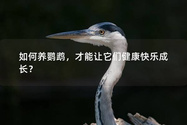 如何养鹦鹉，才能让它们健康快乐成长？