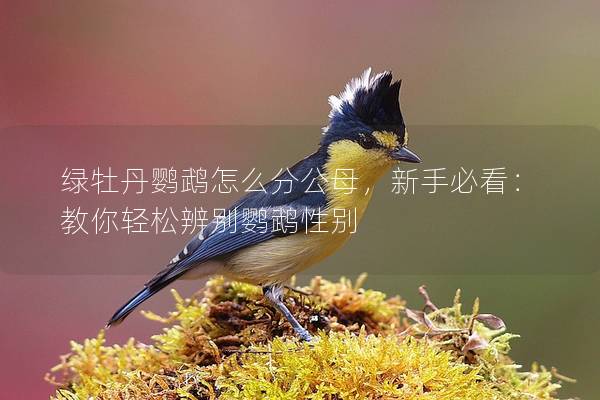 绿牡丹鹦鹉怎么分公母，新手必看：教你轻松辨别鹦鹉性别