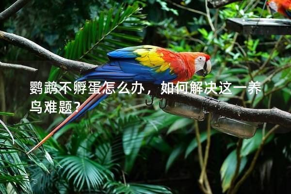 鹦鹉不孵蛋怎么办，如何解决这一养鸟难题？