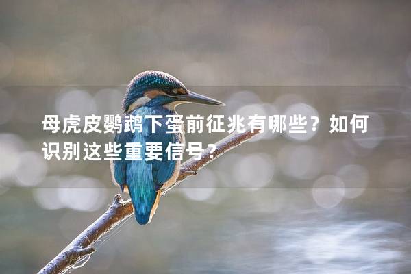 母虎皮鹦鹉下蛋前征兆有哪些？如何识别这些重要信号？