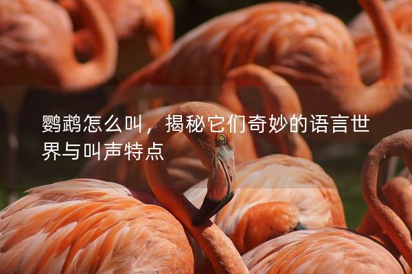 鹦鹉怎么叫，揭秘它们奇妙的语言世界与叫声特点