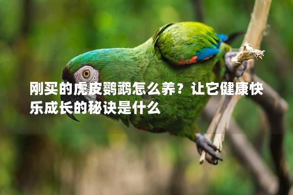 刚买的虎皮鹦鹉怎么养？让它健康快乐成长的秘诀是什么