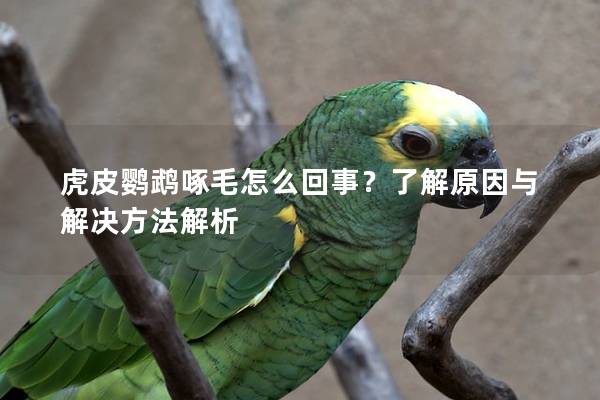 虎皮鹦鹉啄毛怎么回事？了解原因与解决方法解析