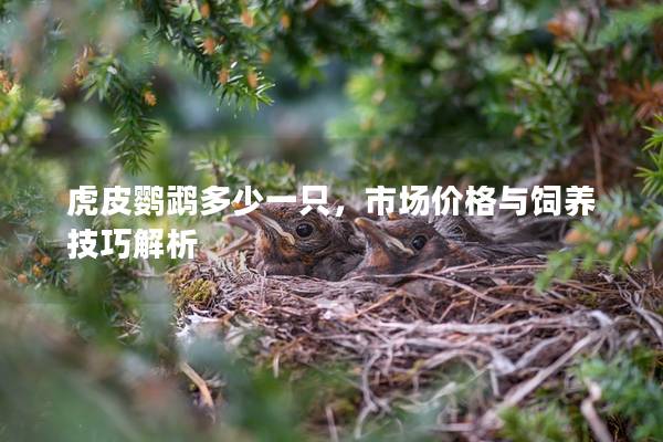 虎皮鹦鹉多少一只，市场价格与饲养技巧解析