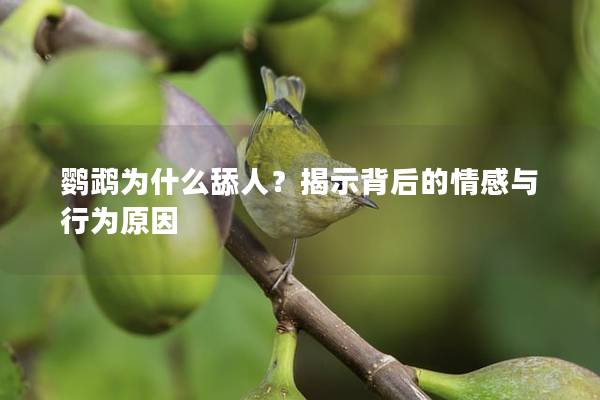 鹦鹉为什么舔人？揭示背后的情感与行为原因