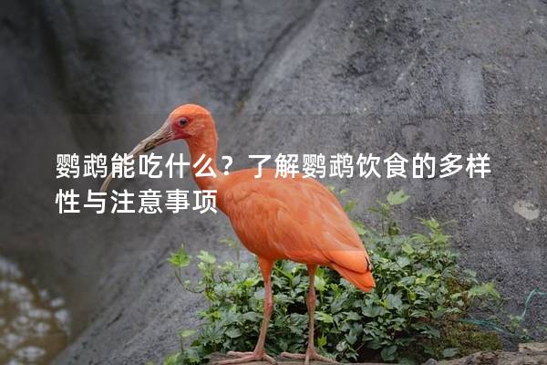鹦鹉能吃什么？了解鹦鹉饮食的多样性与注意事项