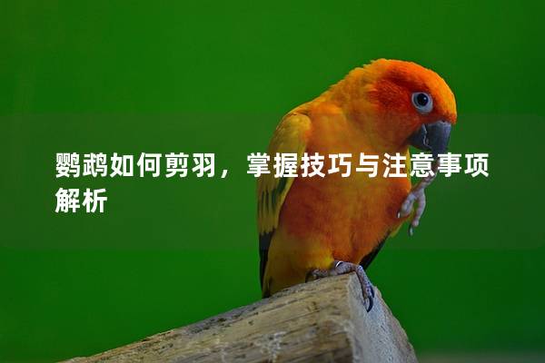 鹦鹉如何剪羽，掌握技巧与注意事项解析