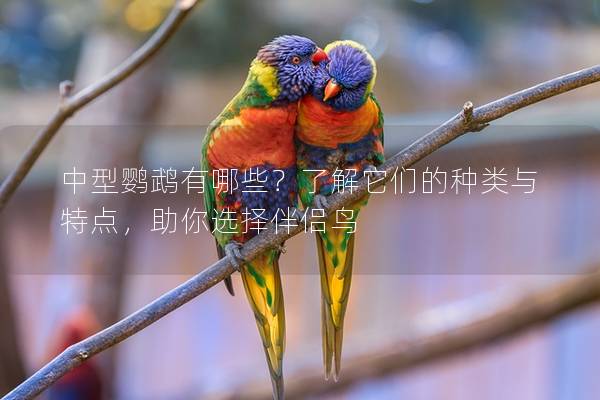 中型鹦鹉有哪些？了解它们的种类与特点，助你选择伴侣鸟