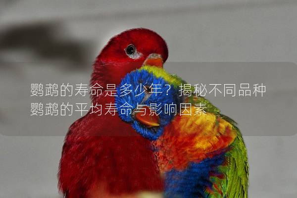鹦鹉的寿命是多少年？揭秘不同品种鹦鹉的平均寿命与影响因素