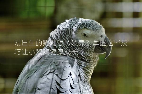 刚出生的鹦鹉怎么喂养？掌握这些技巧让小鹦鹉健康成长