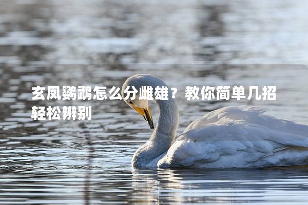 玄凤鹦鹉怎么分雌雄？教你简单几招轻松辨别