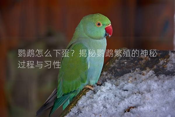 鹦鹉怎么下蛋？揭秘鹦鹉繁殖的神秘过程与习性