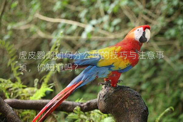 虎皮鹦鹉如何分公母的技巧与注意事项，你知道吗？