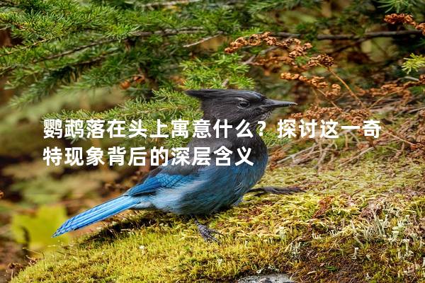 鹦鹉落在头上寓意什么？探讨这一奇特现象背后的深层含义