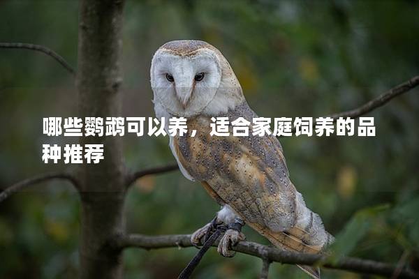 哪些鹦鹉可以养，适合家庭饲养的品种推荐